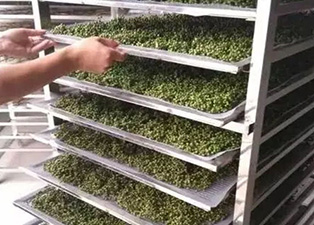 如何選擇使用大小型花椒烘干機(jī)